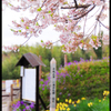 一分葉桜
