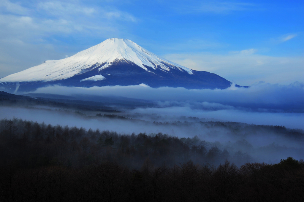 木々に漂う