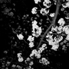 夜桜