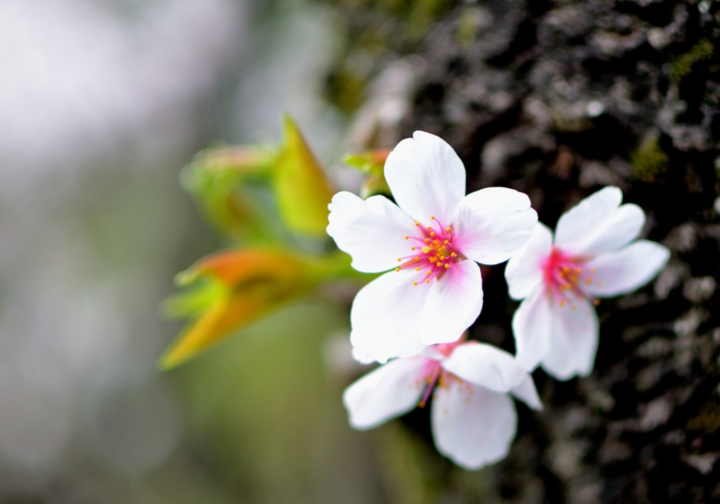 桜1