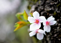 桜1