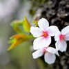 桜1