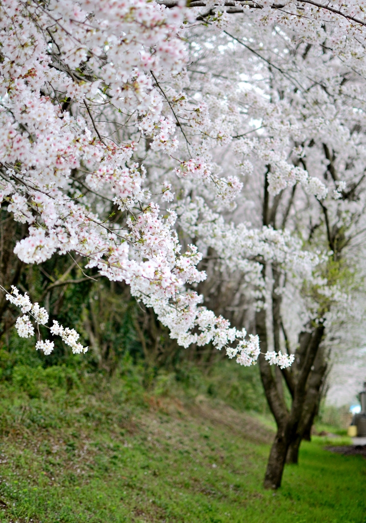 桜4