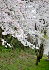 桜4