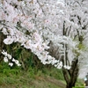桜4
