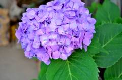 紫陽花