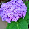 紫陽花