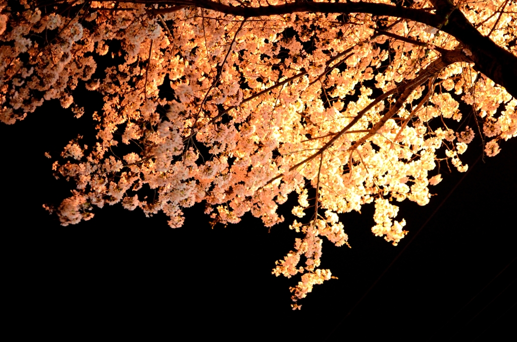 夜桜