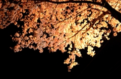夜桜