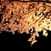 夜桜