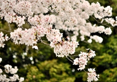 桜3