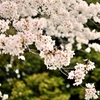 桜3