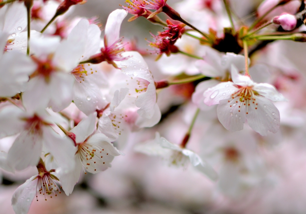 桜2