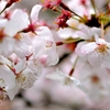 桜2
