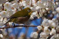 春を呼ぶ鳥