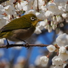 春を呼ぶ鳥