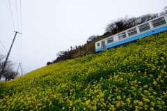 予讃線菜の花