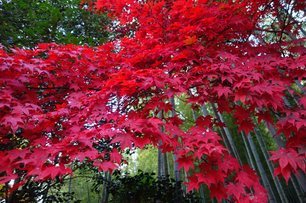 ２０１４　紅葉