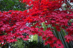 ２０１４　紅葉