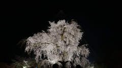 京都　20１３年 春 円山公園