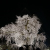 京都　20１３年 春 円山公園