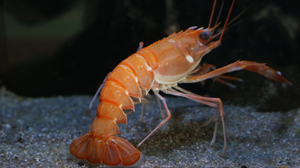 海老