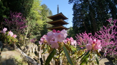 室生寺五重塔　石楠花