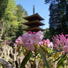 室生寺五重塔　石楠花