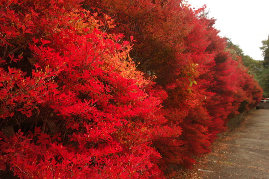 ２０１４　紅葉