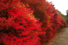 ２０１４　紅葉