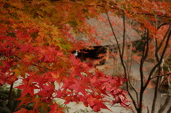 ２０１４　紅葉