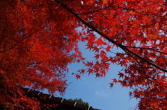 2014 紅葉