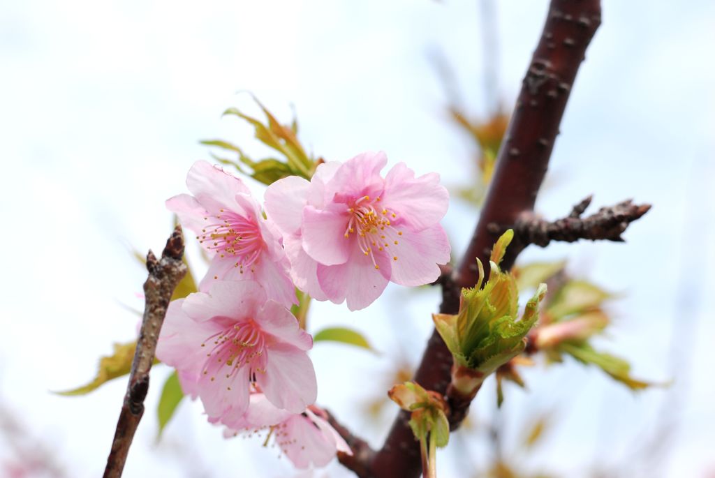 河津桜