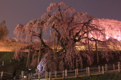 滝桜にて