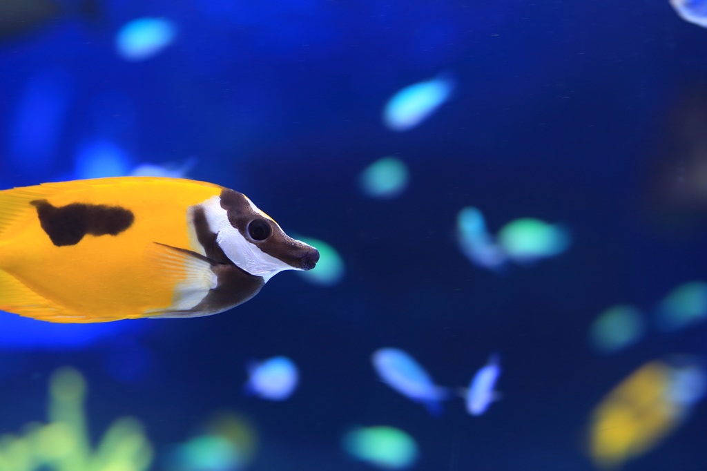 カラフル