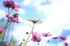 秋桜