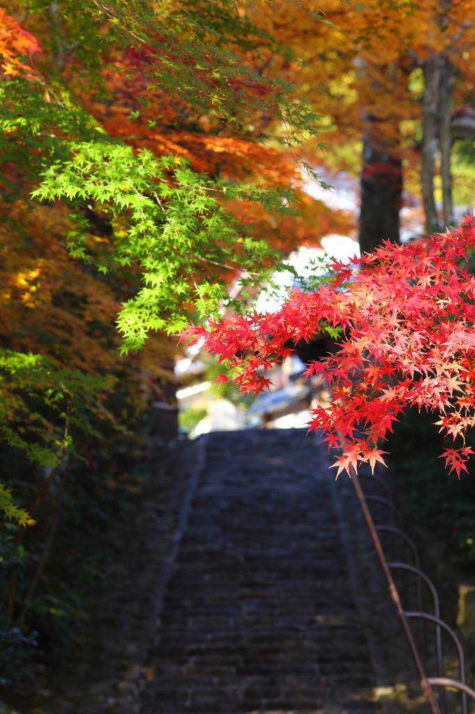 対の紅葉