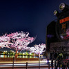 SLと夜桜 〜 夜の千波湖