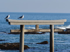 鳥・撮り・鳥・トリ