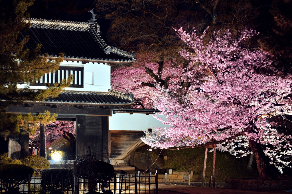 亀城公園の夜桜　１A