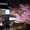 亀城公園の夜桜　１A
