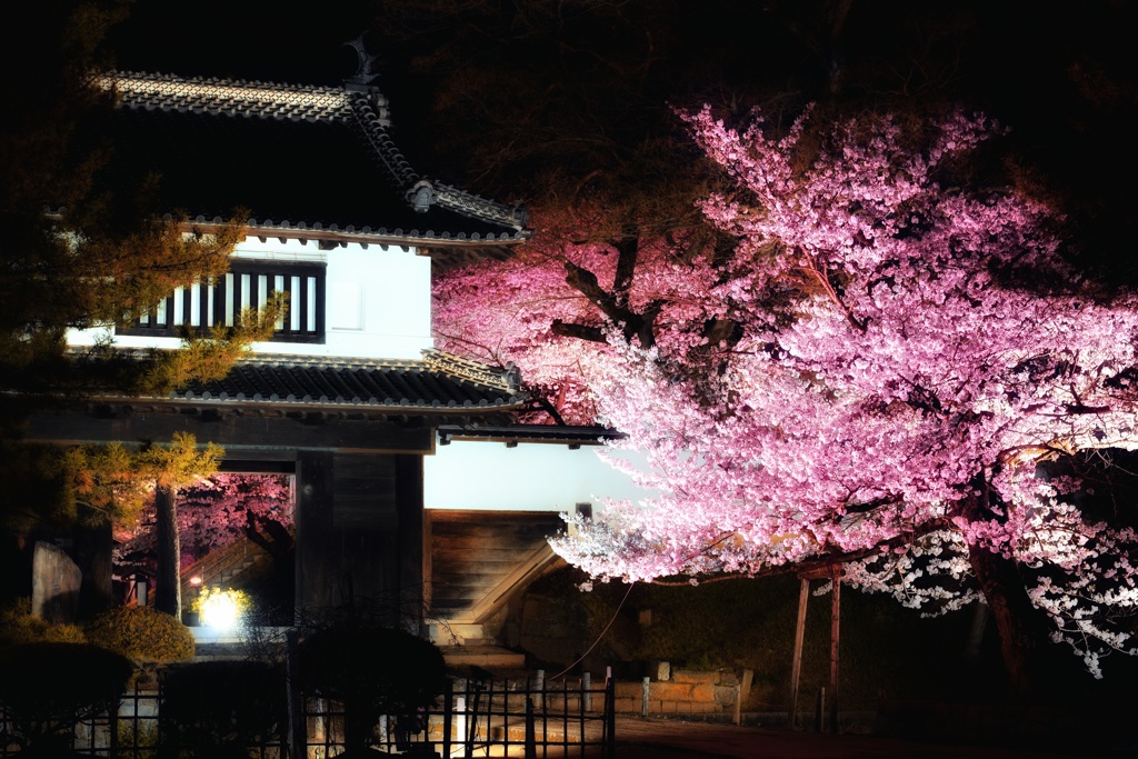 亀城公園の夜桜　１B