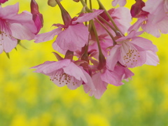 IMGP0878