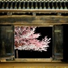 窓の夜桜 (亀城櫓門) １