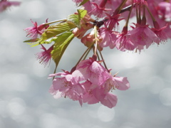 IMGP0796