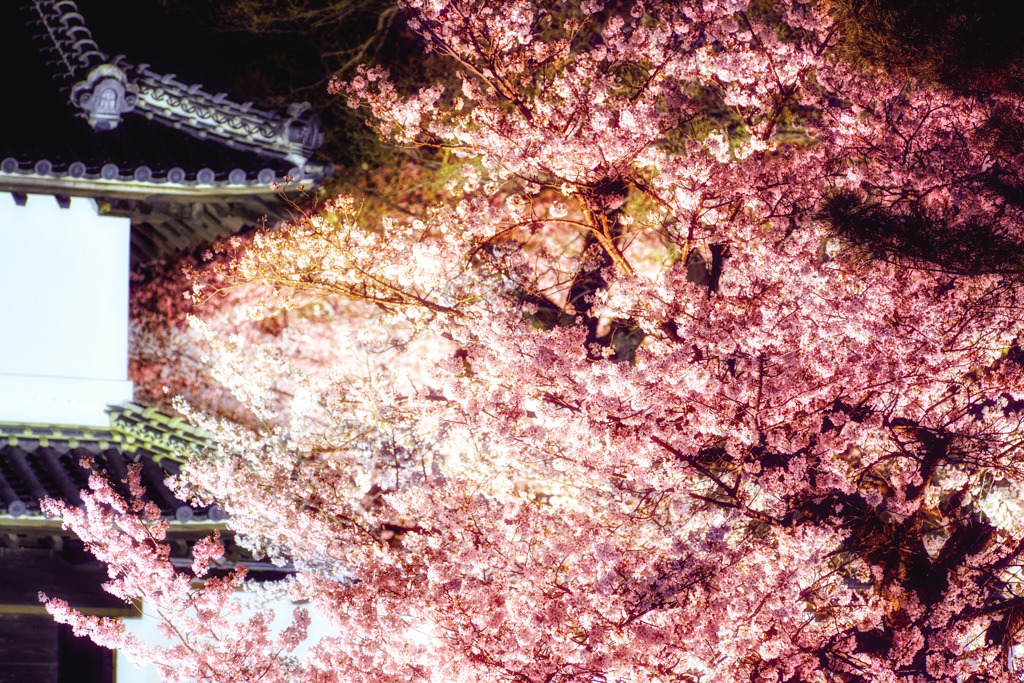 亀城公園の夜桜 ２