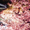亀城公園の夜桜 ２