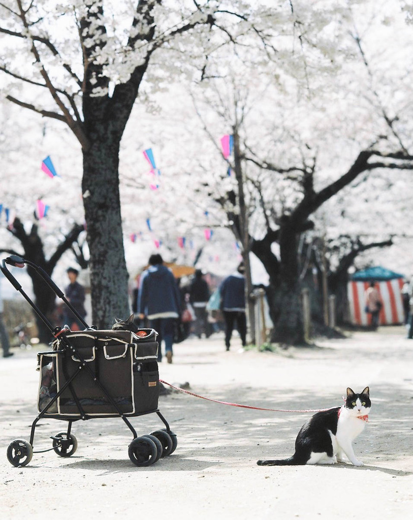 お花見猫