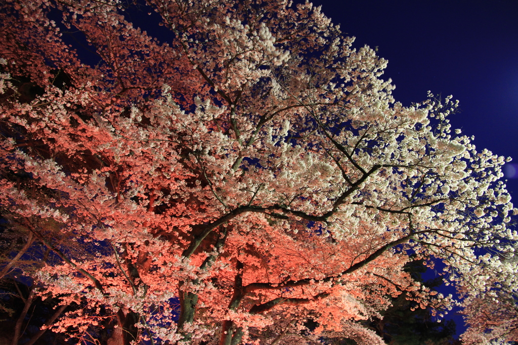 夜桜