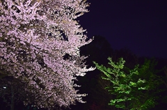 桜と若葉